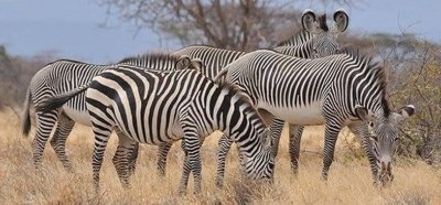 Great Lakes of Kenya Safari - 7-Days Package