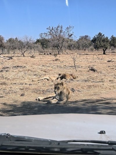 Lion Park Safari Tour