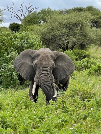 3-Day Mikumi Park and Flight Back to Zanzibar