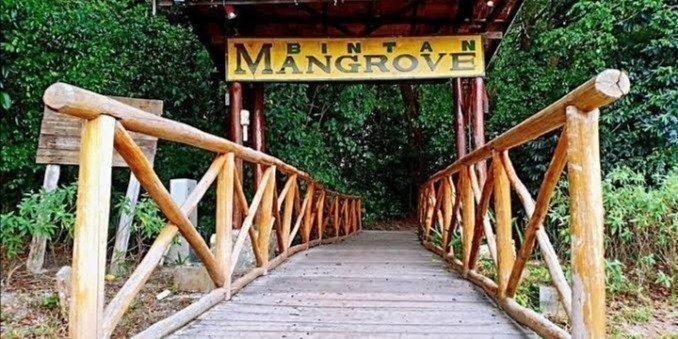 Bintan Mangrove Tour