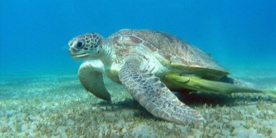 Marsa Mubarak Snorkeling With Dugong & Turtles - Marsa Alam