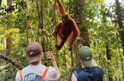 3 Days Bukit Lawang Tours (Taxi + Hotel + 1 Day Orangutan Trekking)