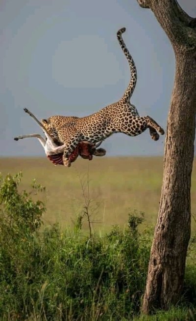 4-Day southern Tanzania Udzungwa and Mikumi NP