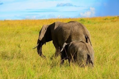 5 Days Masai Mara photography tour