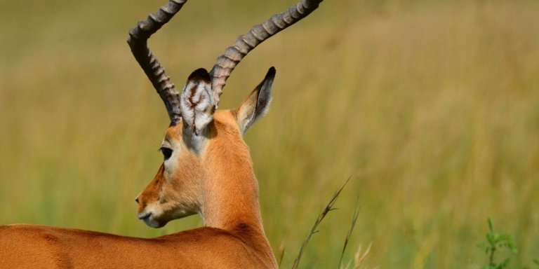 5 Days Masai Mara photography tour