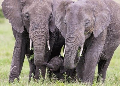 7 Day Tanzania Safari - The Wild Side 7 Day Tanzania Safari - The Wild Side