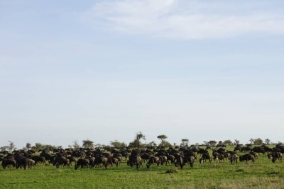 6 Days Wildlife Safari in Tanzania