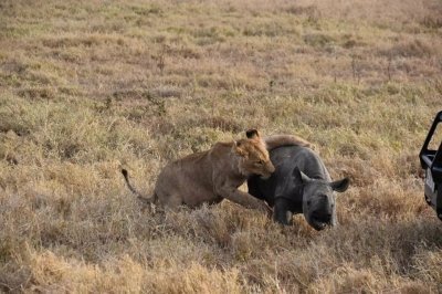 Tanzania  deluxe Safari