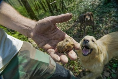 Truffle Hunting & Olive Oil Tasting Tour Truffle Hunting & Olive Oil Tasting Tour