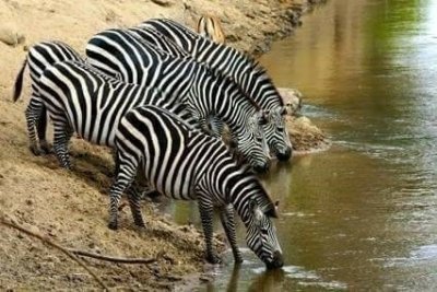 Tanzania affordable safari, 4 days