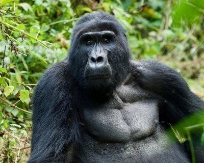 3 days Gorilla tracking Safari 3 days Gorilla tracking Safari