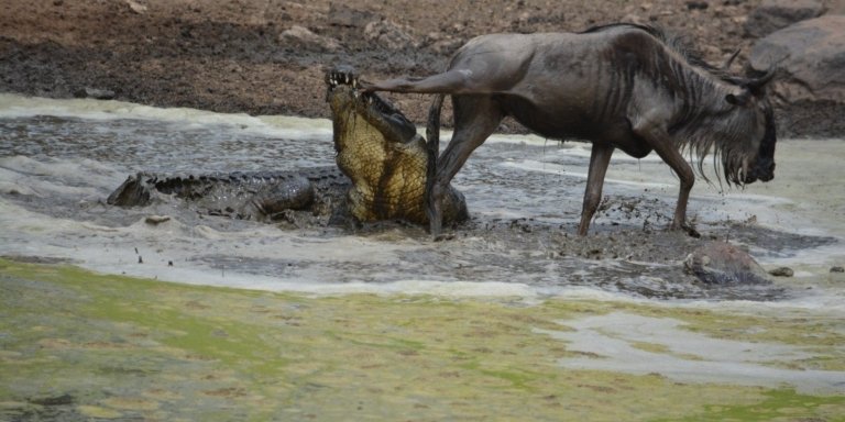 MID-RANGE PACKAGE WILDEBEEST MIGRATION