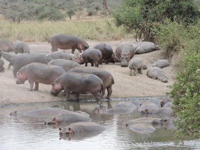 MID-RANGE PACKAGE WILDEBEEST MIGRATION