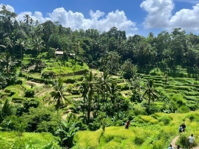 Bali Swing and Ubud Tours All Inclusive