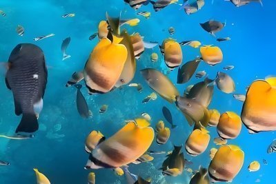 Bali Water Sports  Snorkeling, Glass Bottom Boat, Turtle Island