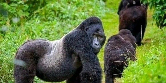 12 days explore uganda