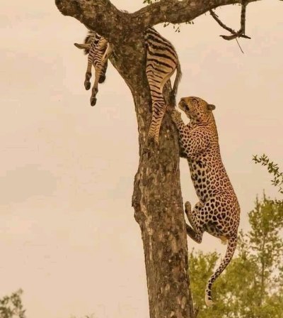 4 DAYS  RUAHA NATIONAL PARK