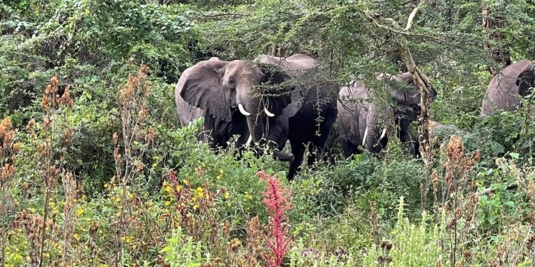 4 DAYS  RUAHA NATIONAL PARK