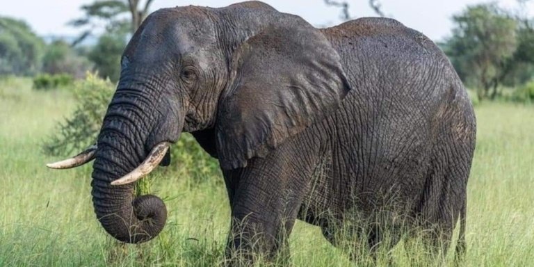 TANZANIA WILDLIFE SAFARI- 4 DAYS (MIKUMI AND NYERERE NATIONAL PARK)