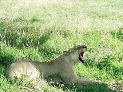 4 DAYS  NYERERE NATIONAL PARK