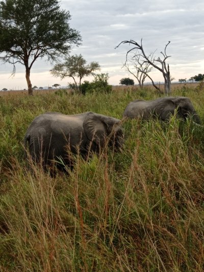 3-Day 2-Night Mikumi NP Game Drive and Night Game Drive