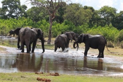 Moremi Day Trip