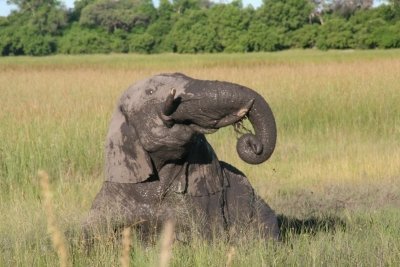 2 in 1 Moremi Game Reserve Day Trip