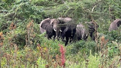 Wonderfully 7 days in Mikumi, Udzungwa Mountains and Ruaha