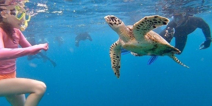 Menjangan Bali Snorkeling