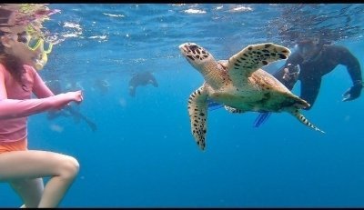 Menjangan Bali Snorkeling