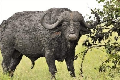 2-Day Mikumi Unforgettable Safari