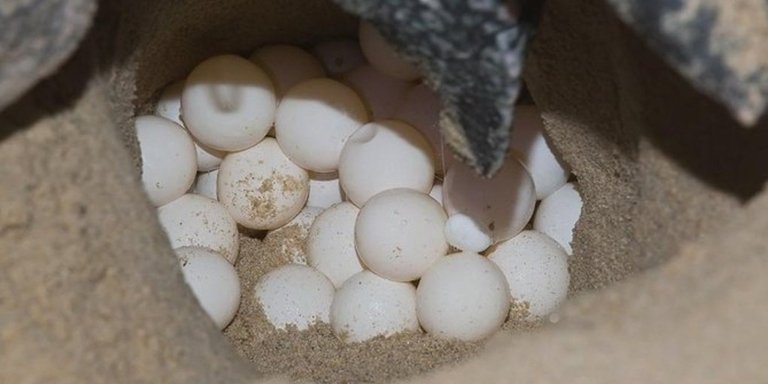 Turtle Nesting Tour in Tortuguero National Park