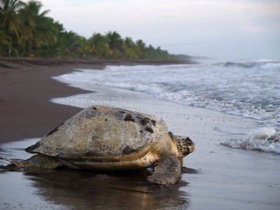 Turtle Nesting Tour in Tortuguero National Park