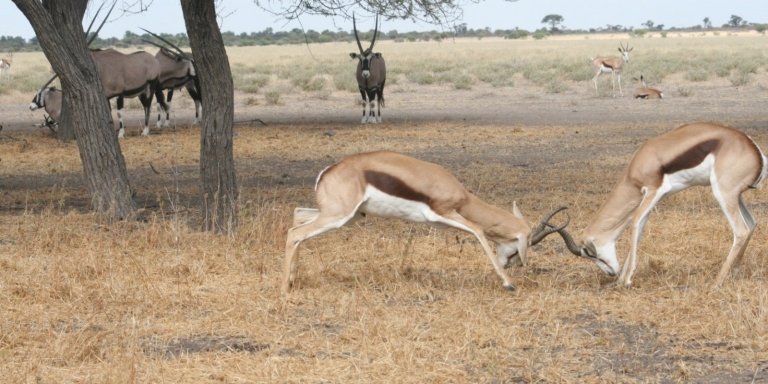 Makgadikgadi Day Trip