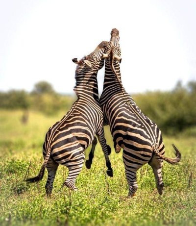 3-Day 2 Nights Mikumi National Park by (Sgr) Train