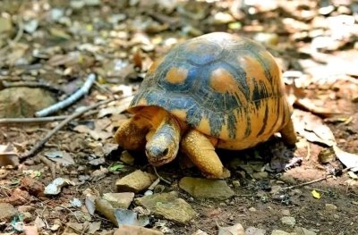 Highlights of Madagascar - Multiday Safari tour