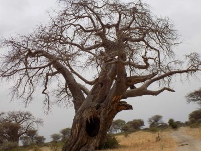 Tanzania Mid-Range Wildlife Safari