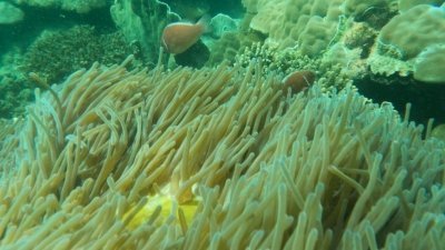 PROFESSIONAL SNORKELING to Explore Coral Spots in South Phu Quoc