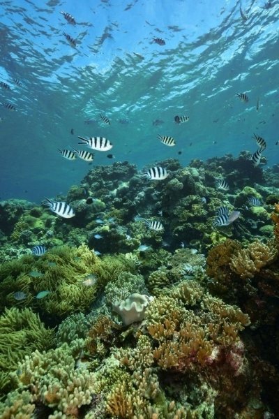 Tri Island Hopping+Corregidor Island & Snorkeling Activities