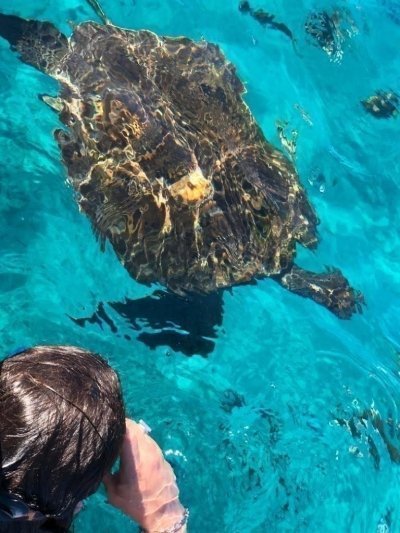Snorkeling with Sea Turtles
