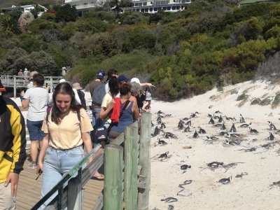 Cape Point & Penguin Tour