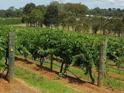 Hunter Valley Private Full Day Wine Tour