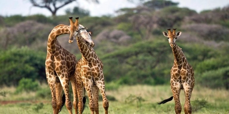 7 Days Romantic Honeymoon Safari and Zanzibar