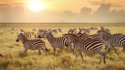 7 Days Romantic Honeymoon Safari and Zanzibar