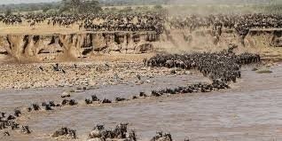 5 Days Serengeti Wildebeest Migration Tour