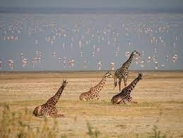 4 Days Tanzania Luxury Safari