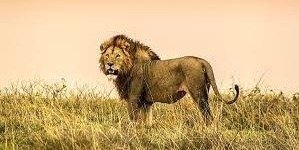 4 Days Tanzania Luxury Safari