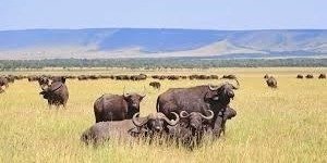 8 Days Tanzania Honeymoon Safari