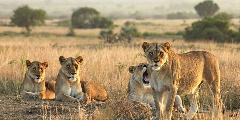 10 Days Tanzania Luxury Tour & Zanzibar