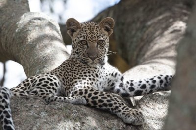 10 Days Tanzania Luxury Tour & Zanzibar